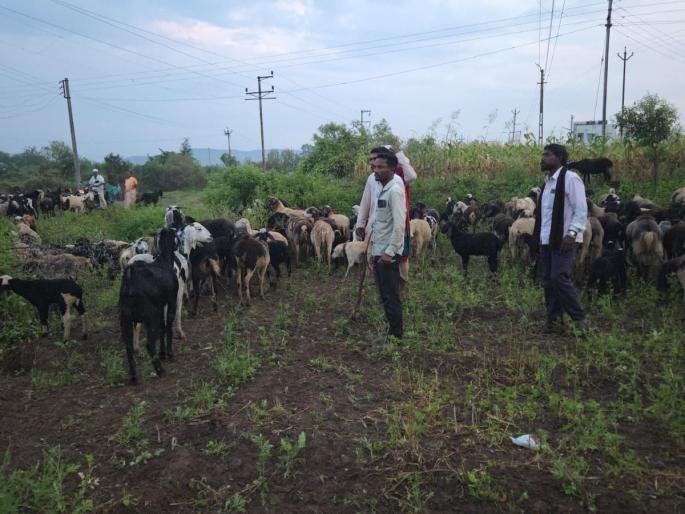 15 sheep die due to poisoning in Tavrewadi, demand immediate compensation for the shepherd | टाव्हरेवाडी येथे विषबाधा होऊन १५ मेंढ्या दगावल्या, मेंढपाळाचे साडेतीन लाखांचे नुकसान!