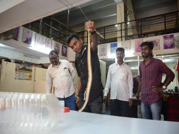 The snake found in the sports department of Pimpri | पिंपरीतील क्रीडा विभागाच्या कार्यालयात आढळला साप, कर्मचाऱ्यांची तारांबळ The snake found in the sports department of Pimpri | पिंपरीतील क्रीडा विभागाच्या कार्यालयात आढळला साप, कर्मचाऱ्यांची तारांबळ