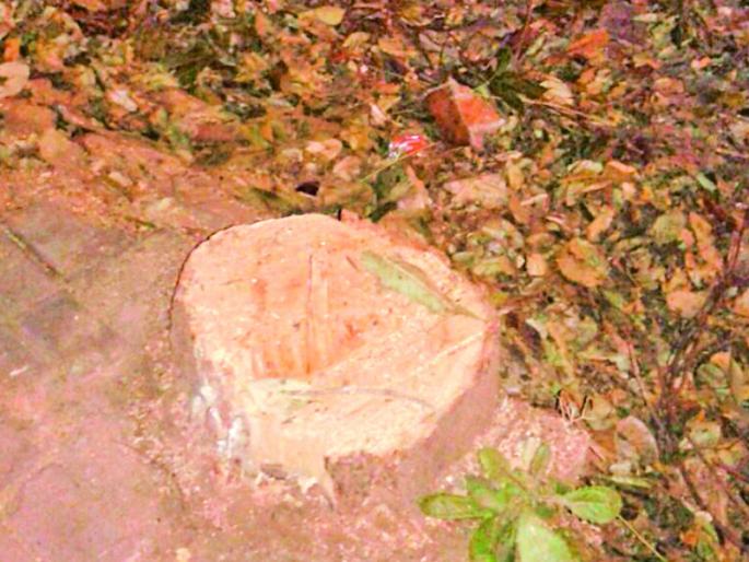 8 trees cutting on pune university road | रातोरात कापली विद्यापीठ रस्त्यावरील ८ झाडे; वृक्षप्रेमी आंदोलनाच्या पवित्र्यात 8 trees cutting on pune university road | रातोरात कापली विद्यापीठ रस्त्यावरील ८ झाडे; वृक्षप्रेमी आंदोलनाच्या पवित्र्यात