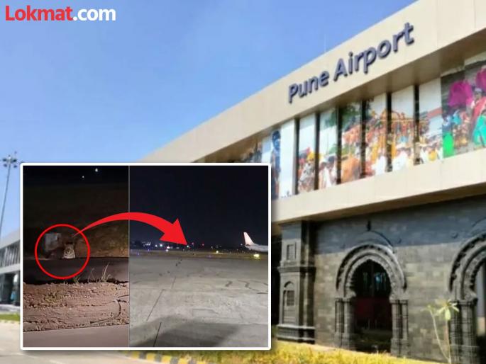 Leopard spotted at Pune airport; Search continues for two months | Pune Airport : पुणे विमानतळावर बिबट्याचा वावर;दोन महिन्यांपासून शोध सुरूच Leopard spotted at Pune airport; Search continues for two months | Pune Airport : पुणे विमानतळावर बिबट्याचा वावर;दोन महिन्यांपासून शोध सुरूच