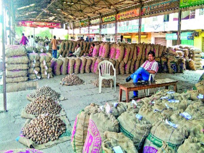 Back to purchasing potato varieties, the area of cultivation due to lack of water will decrease | बटाटा वाण खरेदीकडे पाठ, पाण्याअभावी लागवडीचे क्षेत्र घटणार Back to purchasing potato varieties, the area of cultivation due to lack of water will decrease | बटाटा वाण खरेदीकडे पाठ, पाण्याअभावी लागवडीचे क्षेत्र घटणार