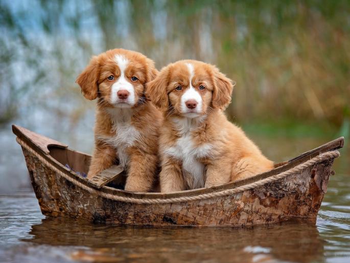 Don't try to understand; it's enough you don't misunderstand! | ...म्हणतात ना, 'ज्याचं जळतं, त्याला कळतं'; वाचा ही मार्मिक व मजेदार गोष्ट! Don't try to understand; it's enough you don't misunderstand! | ...म्हणतात ना, 'ज्याचं जळतं, त्याला कळतं'; वाचा ही मार्मिक व मजेदार गोष्ट!