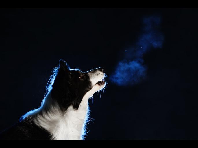 Why dogs cry at night know the reasons | श्वान रात्री जोरजोरात का रडायला लागतात? कारणं अशी ज्यांचा तुम्ही विचारही केला नसेल! Why dogs cry at night know the reasons | श्वान रात्री जोरजोरात का रडायला लागतात? कारणं अशी ज्यांचा तुम्ही विचारही केला नसेल!