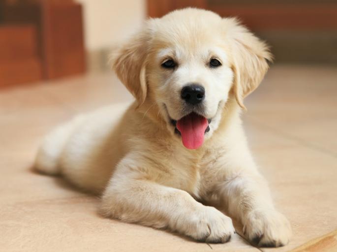 Fighting in two groups over puppies | पुण्यामध्ये कुत्र्याच्या पिल्ल्यावरुन दोन गटात हाणामारी; २० जणांवर गुन्हा दाखल Fighting in two groups over puppies | पुण्यामध्ये कुत्र्याच्या पिल्ल्यावरुन दोन गटात हाणामारी; २० जणांवर गुन्हा दाखल