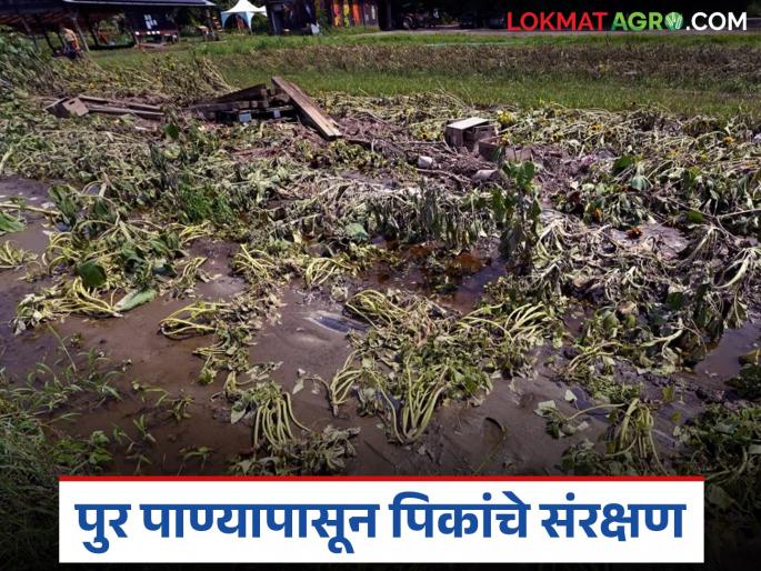 Latest News Agriculture News Crops can be saved from floods by making water recharge system | पूर, अतिवृष्टीपासून पिकांचं सरंक्षण करायचं, आपल्या शेतात 'हा' प्रभावी उपाय ठरू शकतो? 
