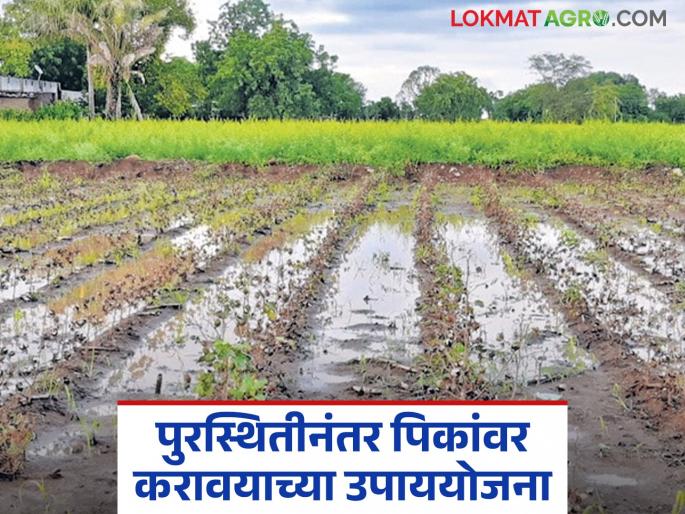 Latest news agriculture News Measures to be taken in onion and tomato crops due to heavy rain | अतिवृष्टीमुळे कांदा आणि टोमॅटो पिकामध्ये करावयाच्या उपाययोजना, वाचा सविस्तर 
