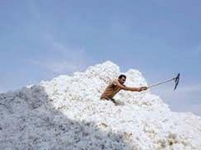 Purchase of 2250 quintals of cotton in four days in Washim district | वाशिम जिल्ह्यात चार दिवसांत २२५० क्विंटल कापूस खरेदी Purchase of 2250 quintals of cotton in four days in Washim district | वाशिम जिल्ह्यात चार दिवसांत २२५० क्विंटल कापूस खरेदी