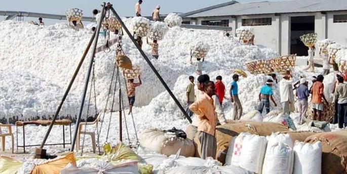 The possibility of delaying the purchase of cotton; Farmers in trouble | कापूस खरेदी लांबण्याची शक्यता; शेतकरी अडचणीत The possibility of delaying the purchase of cotton; Farmers in trouble | कापूस खरेदी लांबण्याची शक्यता; शेतकरी अडचणीत