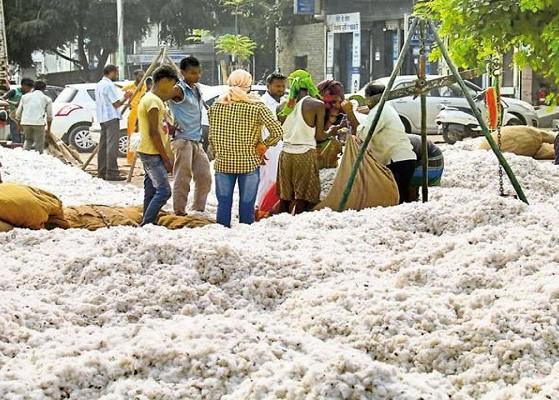 Not even ready to buy cotton | कापूस खरेदीची तयारीही नाही Not even ready to buy cotton | कापूस खरेदीची तयारीही नाही