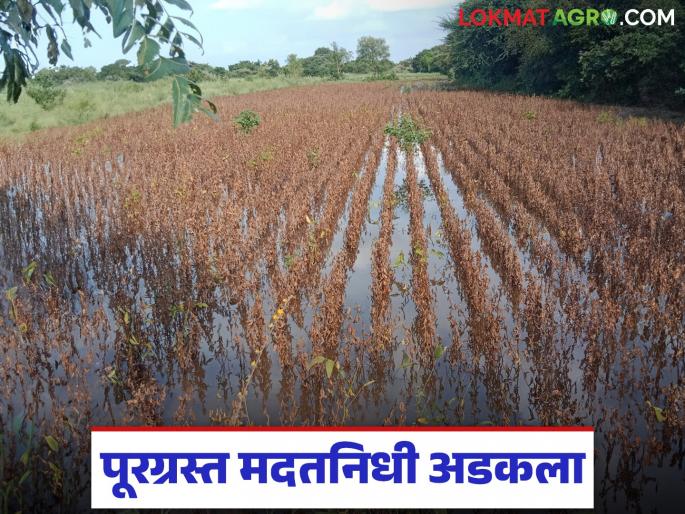 About 1.5 crore rupees of aid has been lost to around 1500 flood victims; Why is the aid stuck? Read in detail | सुमारे पंधराशे पूरग्रस्तांची दीड कोटी रक्कम पडून; कशामुळे अडकली मदत? वाचा सविस्तर