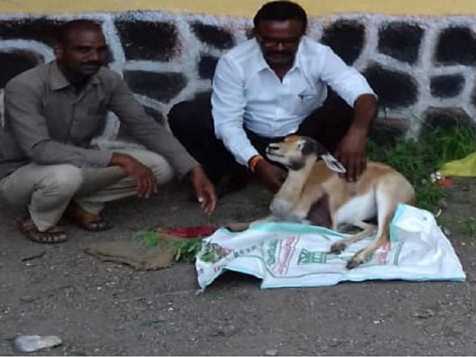 Deer survived in the well of the farmer in full swing | पूर्णेत शेतकऱ्याच्या सतर्कतेने विहिरीत पडलेल्या हरीणास जीवदान 