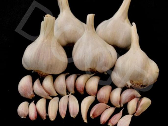 Garlic varieties Bhima Purple and G-282 yielded 30 to 40 quintals per hectare. | भीमा पर्पल आणि जी-२८२ या लसणाच्या जातींनी ३० ते ४० क्विंटल प्रती हेक्टर इतके उत्पादन दिले Garlic varieties Bhima Purple and G-282 yielded 30 to 40 quintals per hectare. | भीमा पर्पल आणि जी-२८२ या लसणाच्या जातींनी ३० ते ४० क्विंटल प्रती हेक्टर इतके उत्पादन दिले