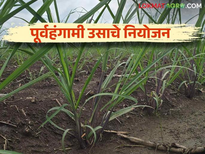 Us Lagwad : How to planning to increase yield while cultivation of preseason sugarcane | Us Lagwad : पूर्वहंगामी उसाची लागवड करताय उत्पादन वाढीसाठी असे करा नियोजन Us Lagwad : How to planning to increase yield while cultivation of preseason sugarcane | Us Lagwad : पूर्वहंगामी उसाची लागवड करताय उत्पादन वाढीसाठी असे करा नियोजन