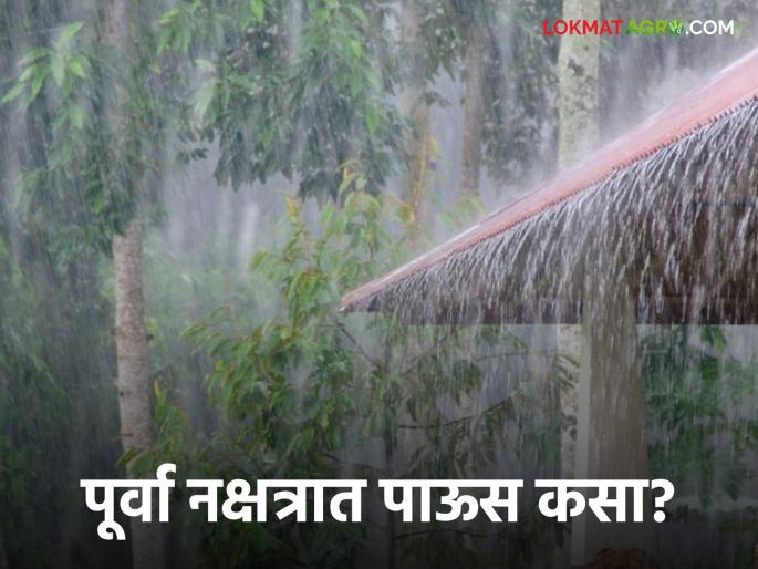Latest News Maharashtra Rain Update how will rain be in Purva Nakshtra Read in detail  | Purva Nakshtra : मघा जोरदार बरसले, पूर्वा नक्षत्रात पाऊस कसा असेल? वाचा सविस्तर  Latest News Maharashtra Rain Update how will rain be in Purva Nakshtra Read in detail  | Purva Nakshtra : मघा जोरदार बरसले, पूर्वा नक्षत्रात पाऊस कसा असेल? वाचा सविस्तर