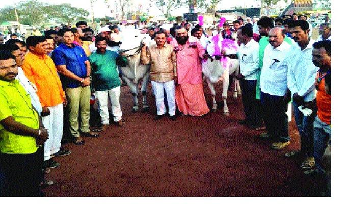 Sonya and Ranu became sergeant champion-: Animal participation in Satara and other districts | सोन्या अन् रानू बनले सेवागिरीचे चॅम्पियन- : साताऱ्यासह अन्य जिल्ह्यांतील जनावरांचा सहभाग Sonya and Ranu became sergeant champion-: Animal participation in Satara and other districts | सोन्या अन् रानू बनले सेवागिरीचे चॅम्पियन- : साताऱ्यासह अन्य जिल्ह्यांतील जनावरांचा सहभाग