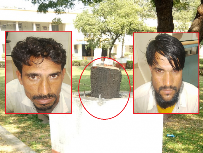 Aurangabad's 'Pushpa' gang exposed, smuggling sandalwood from VIP places directly into Madhya Pradesh | औरंगाबादची 'पुष्पा' गँग उघडकीस, व्हीआयपी ठिकाणांहून चंदन तोडून थेट मध्यप्रदेशात तस्करी Aurangabad's 'Pushpa' gang exposed, smuggling sandalwood from VIP places directly into Madhya Pradesh | औरंगाबादची 'पुष्पा' गँग उघडकीस, व्हीआयपी ठिकाणांहून चंदन तोडून थेट मध्यप्रदेशात तस्करी