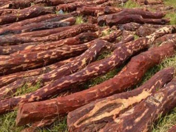 Police nab 3 sandalwood smugglers, 55 woodcutters after 'Pushpa' like chase in Nellore | Pushpa स्टाईलमध्ये करत होते रक्तचंदनाची तस्करी; ५५ मजुरांसह ३ तस्करांना बेड्या Police nab 3 sandalwood smugglers, 55 woodcutters after 'Pushpa' like chase in Nellore | Pushpa स्टाईलमध्ये करत होते रक्तचंदनाची तस्करी; ५५ मजुरांसह ३ तस्करांना बेड्या