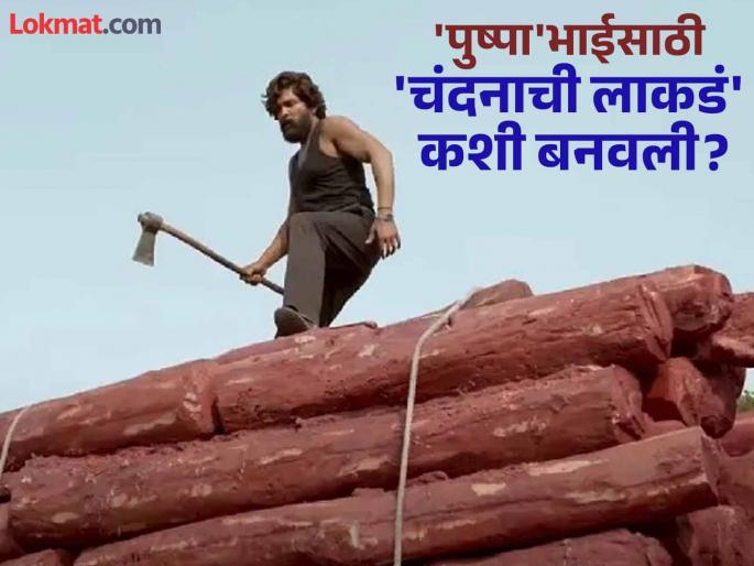 Pushpa 2 The Rule : Sandalwood shown in film is made of Thermocol and color watch video | 'पुष्पा' सिनेमासाठी अशी तयार केली गेली 'चंदनाची लाकडं', व्हिडीओ व्हायरल Pushpa 2 The Rule : Sandalwood shown in film is made of Thermocol and color watch video | 'पुष्पा' सिनेमासाठी अशी तयार केली गेली 'चंदनाची लाकडं', व्हिडीओ व्हायरल