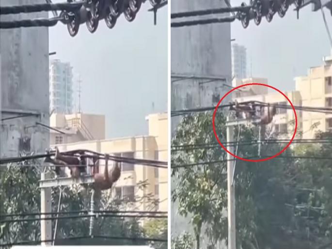 Viral Video: man started doing pushups on electric wires | आज कुछ तुफानी करते है..; विजेच्या तारांवर तरुणाचे पुशअप, व्हिडिओ एकदा पाहाच Viral Video: man started doing pushups on electric wires | आज कुछ तुफानी करते है..; विजेच्या तारांवर तरुणाचे पुशअप, व्हिडिओ एकदा पाहाच