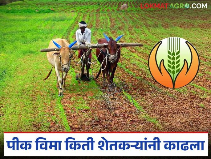 Latest News Pik Vima Yojana Three lakh farmers in Nashik district participated in crop insurance scheme, read in detail | नाशिक जिल्ह्यातील साडे तीन लाख शेतकरी पीकविमा योजनेत सहभागी झाले, वाचा सविस्तर Latest News Pik Vima Yojana Three lakh farmers in Nashik district participated in crop insurance scheme, read in detail | नाशिक जिल्ह्यातील साडे तीन लाख शेतकरी पीकविमा योजनेत सहभागी झाले, वाचा सविस्तर