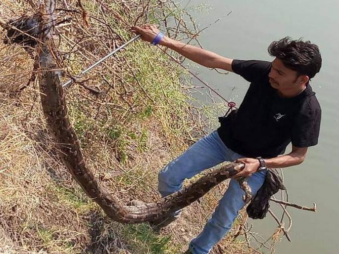 The Python trapped | मासोळीच्या शिकारीसाठी नदीत उतरलेला अजगर अडकला जाळ्यात The Python trapped | मासोळीच्या शिकारीसाठी नदीत उतरलेला अजगर अडकला जाळ्यात