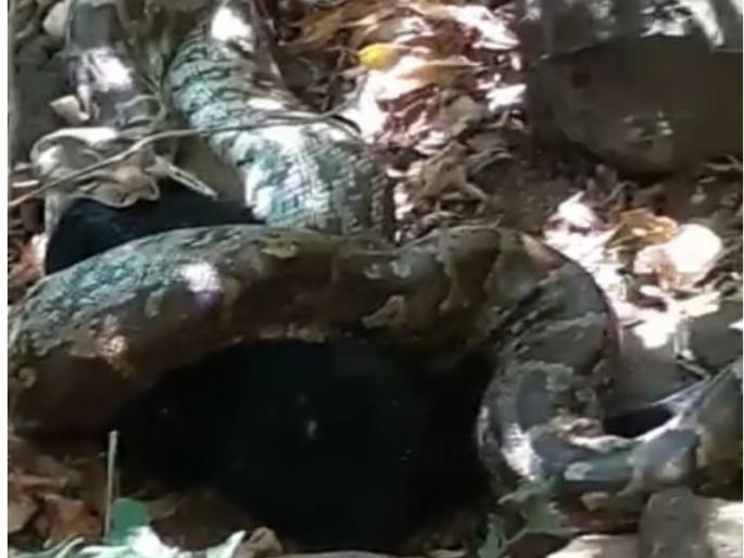 Python swallowed bucks at Dhamandev in Pune district; Second event in the month | पुणे जिल्ह्यातील धामणदेव येथे अजगराने गिळला बोकड; महिन्यातील दुसरी घटना Python swallowed bucks at Dhamandev in Pune district; Second event in the month | पुणे जिल्ह्यातील धामणदेव येथे अजगराने गिळला बोकड; महिन्यातील दुसरी घटना