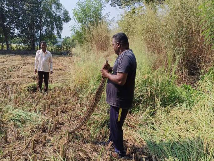An eight feet long python was found while harvesting crops in the field | शेतात पीकाची कापणी करताना आढळला आठ फूट लांबीचा अजगर An eight feet long python was found while harvesting crops in the field | शेतात पीकाची कापणी करताना आढळला आठ फूट लांबीचा अजगर
