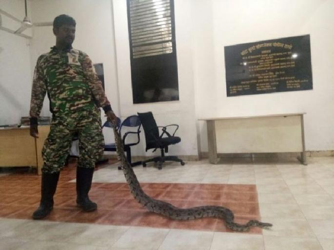 Six hundred foot pythons found in the BKC area | बीकेसी परिसरात सापडला साडेसहा फुटी अजगर 