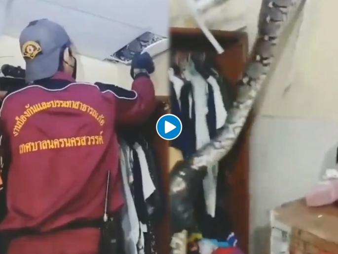 python in the roof of trail room of the store video goes viral on social media | Viral Video: ट्रायल रुमध्ये शिरला अजगर, रेस्क्यु टीमवरच केला हल्ला अन् मग झालं होत्याचं नव्हतं python in the roof of trail room of the store video goes viral on social media | Viral Video: ट्रायल रुमध्ये शिरला अजगर, रेस्क्यु टीमवरच केला हल्ला अन् मग झालं होत्याचं नव्हतं