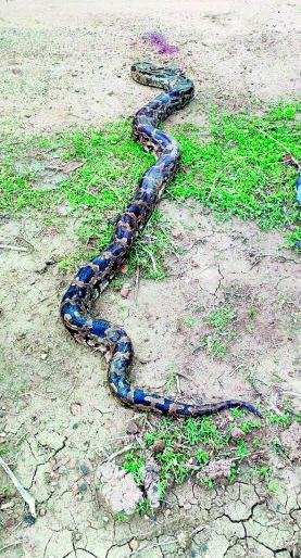 The accused arrested for killed by axe and burning a python | अजगराला कुऱ्हाडीने मारून जाळणाऱ्या आरोपींना अटक The accused arrested for killed by axe and burning a python | अजगराला कुऱ्हाडीने मारून जाळणाऱ्या आरोपींना अटक