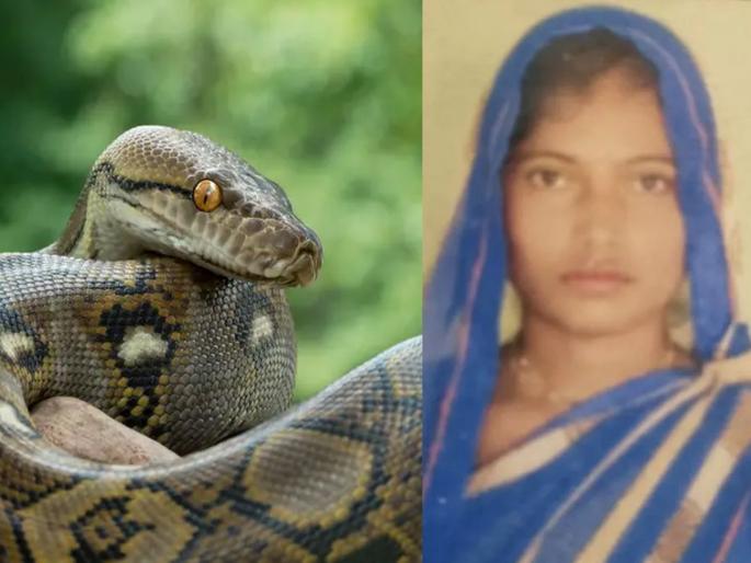 UP Crime news: Boyfriend killed Sonam and threw her into a well with a python; Two years later, police... | प्रियकराने सोनमला संपविले अन् अजगर असलेल्या विहिरीत फेकले; दोन वर्षांनी पोलिस शोधायला गेले... UP Crime news: Boyfriend killed Sonam and threw her into a well with a python; Two years later, police... | प्रियकराने सोनमला संपविले अन् अजगर असलेल्या विहिरीत फेकले; दोन वर्षांनी पोलिस शोधायला गेले...