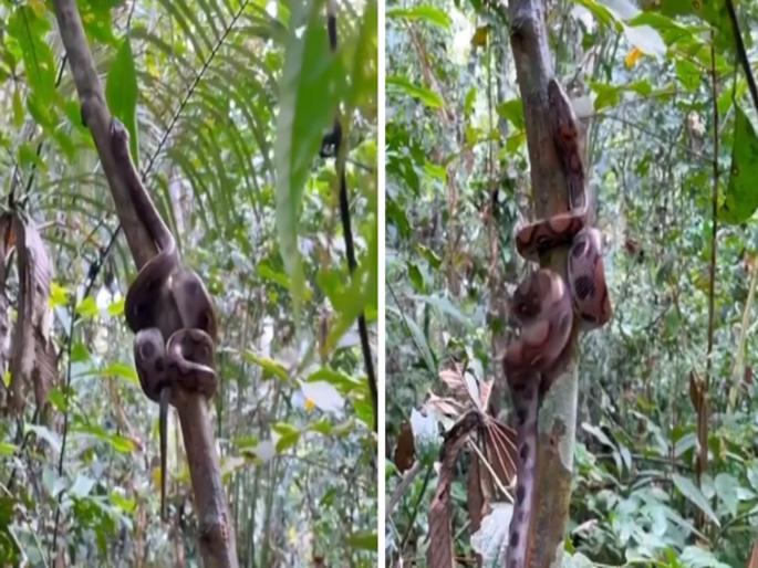 Python different style to go up on tree shocking video | Shocking Video: अजगराची झाडावर चढण्याची स्टाइल बघूनच उडेल थरकाप, व्हिडीओ व्हायरल Python different style to go up on tree shocking video | Shocking Video: अजगराची झाडावर चढण्याची स्टाइल बघूनच उडेल थरकाप, व्हिडीओ व्हायरल