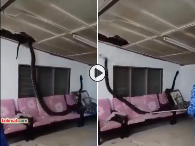 Shocking video trending 3 meter python long 80 kg weight heavy broke through a house roof and landed on a couch in Malaysia viral | Video: धक्कादायक! घराचं छप्पर तोडून ८० किलोचा अजगर सोफ्यावर पडला, पुढे काय झालं?