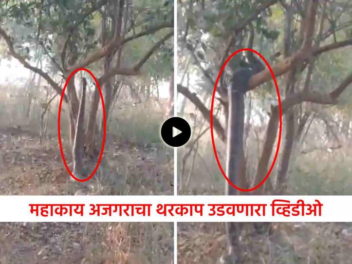 Shocking Video 25 feet big python climbing tree social media trending viral | Video: बापरे! २५ फूटी अजगर माणसासारखा उभा राहिला, थेट झाडाची फांदी पकडून वर चढला... Shocking Video 25 feet big python climbing tree social media trending viral | Video: बापरे! २५ फूटी अजगर माणसासारखा उभा राहिला, थेट झाडाची फांदी पकडून वर चढला...