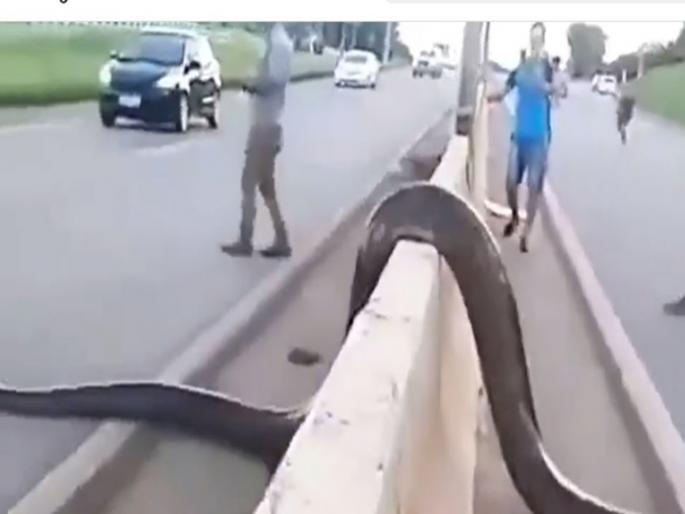 Worlds biggest snake came on the road people trembled due to fear | VIDEO : हायवे क्रॉस करताना दिसला विशाल अजगर, रस्त्यावर ट्रॅफिक जाम... Worlds biggest snake came on the road people trembled due to fear | VIDEO : हायवे क्रॉस करताना दिसला विशाल अजगर, रस्त्यावर ट्रॅफिक जाम...