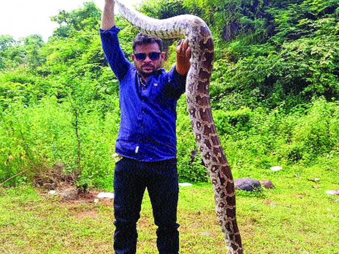 Pythons grew up in urban areas in the Uran area | उरण परिसरात नागरी वस्त्यांमध्ये वाढले अजगर