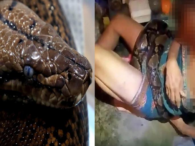 Video: Bapre! The python mauled the woman, struggled to the death for two hours, and it was difficult to breathe; Finally... | Video: बापरे! अजगराचा महिलेला विळखा, दोन तास मृत्यूशी झुंज, श्वास घेणेही कठीण; अखेर... Video: Bapre! The python mauled the woman, struggled to the death for two hours, and it was difficult to breathe; Finally... | Video: बापरे! अजगराचा महिलेला विळखा, दोन तास मृत्यूशी झुंज, श्वास घेणेही कठीण; अखेर...