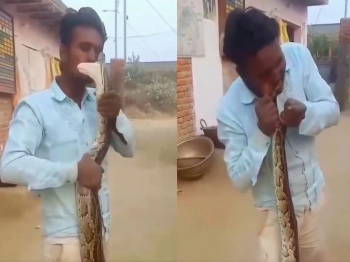 The young man was kissing the python, he attack on his mouth You'll be shocked to see the video video goes viral | "भाऊ तो अजगर आहे, तुझी..."! अजगराला Kiss करत होता तरुण, त्यानं तोंडच पकडलं अन्...; Video बघून थरकाप उडेल! The young man was kissing the python, he attack on his mouth You'll be shocked to see the video video goes viral | "भाऊ तो अजगर आहे, तुझी..."! अजगराला Kiss करत होता तरुण, त्यानं तोंडच पकडलं अन्...; Video बघून थरकाप उडेल!