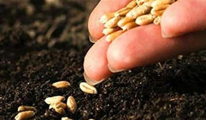 77 Thousand quintals of seed will be required for Rabi season | रब्बी हंगामासाठी लागणार ७७ हजार क्विंटल बियाणे