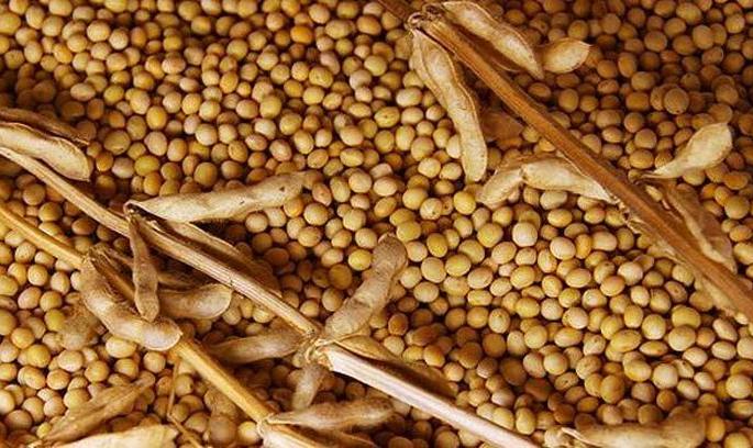 Two hundred and eighty thousand quintals of soyabean seed! | दोन लाख ८० हजार क्विंटल सोयाबीनचे अनुदानीत बियाणे !  Two hundred and eighty thousand quintals of soyabean seed! | दोन लाख ८० हजार क्विंटल सोयाबीनचे अनुदानीत बियाणे !