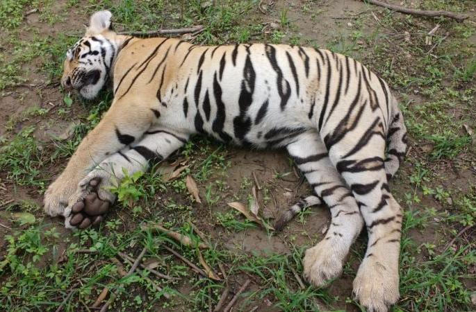 Three tigers died in Chandrapur district | चंद्रपूरात एका वाघिणीसह दोन बछड्यांचा मृत्यू; विषबाधेचा संशय Three tigers died in Chandrapur district | चंद्रपूरात एका वाघिणीसह दोन बछड्यांचा मृत्यू; विषबाधेचा संशय