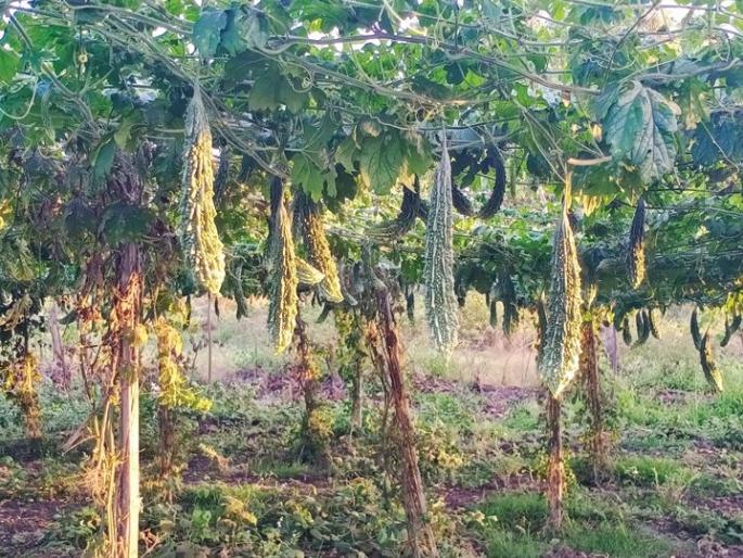 Farmers worried about falling vegetable prices; 80 tonnes of vegetables in APMC | भाज्यांचे दर कोसळल्याने शेतकरी चिंताग्रस्त; ८० टन भाजी एपीएमसीत Farmers worried about falling vegetable prices; 80 tonnes of vegetables in APMC | भाज्यांचे दर कोसळल्याने शेतकरी चिंताग्रस्त; ८० टन भाजी एपीएमसीत