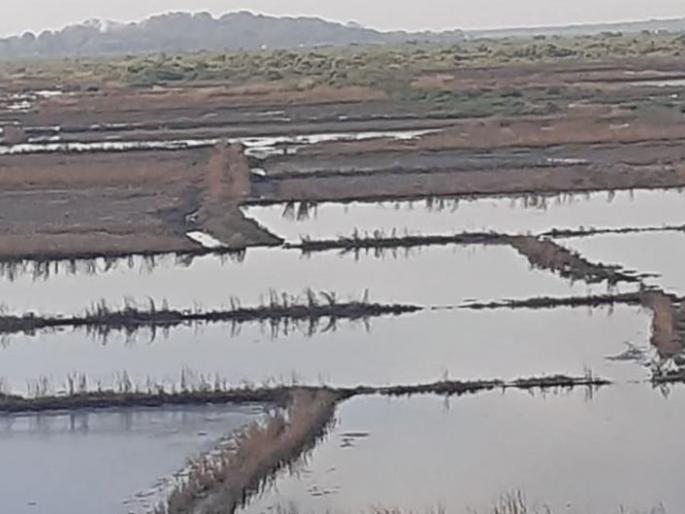 Loss of seawater breaks due to sea level rise | समुद्राला उधाण आल्याने खारबंदिस्ती फुटून नुकसान Loss of seawater breaks due to sea level rise | समुद्राला उधाण आल्याने खारबंदिस्ती फुटून नुकसान