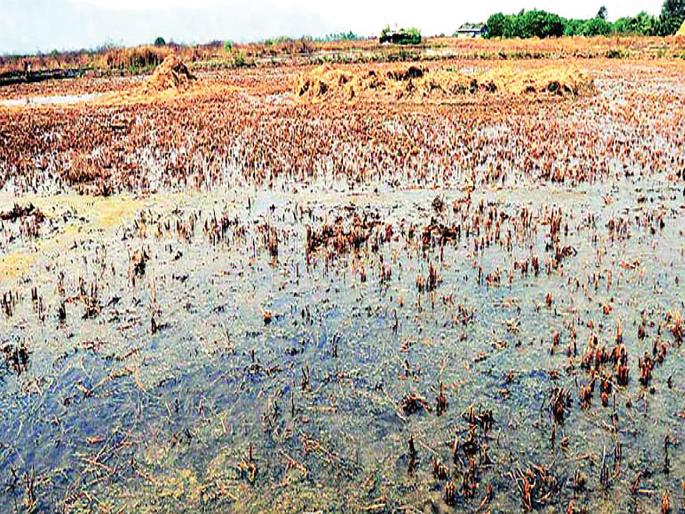 2 crore for security bonds; | खारभूमी योजना : संरक्षण बंधाऱ्यांसाठी ६४ कोटी; 2 crore for security bonds; | खारभूमी योजना : संरक्षण बंधाऱ्यांसाठी ६४ कोटी;