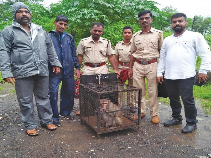 In the Kharghar, the infesting monkeys finally occupied the forest department | खारघरमध्ये उपद्रव करणारे माकड अखेर वनविभागाच्या ताब्यात In the Kharghar, the infesting monkeys finally occupied the forest department | खारघरमध्ये उपद्रव करणारे माकड अखेर वनविभागाच्या ताब्यात