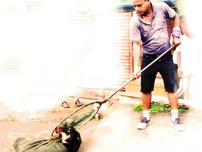 The increasing number of stray dogs will be accommodated; केली Breeding of dogs | भटक्या कुत्र्यांच्या वाढत्या संख्येला बसणार आळा; ७०० कुत्र्यांची केली नसबंदी The increasing number of stray dogs will be accommodated; केली Breeding of dogs | भटक्या कुत्र्यांच्या वाढत्या संख्येला बसणार आळा; ७०० कुत्र्यांची केली नसबंदी