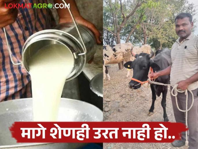 Milk Rate: Milk price declines, while animal feed prices rise; Farmers are worried, should they keep their cattle in the cowshed or take them to the market? | Milk Rate : दूध दराची मंदी तर पशुखाद्याची तेजी; शेतकरी चिंतेत गुरे दावणीला ठेवावीत की बाजारात न्यावीत?