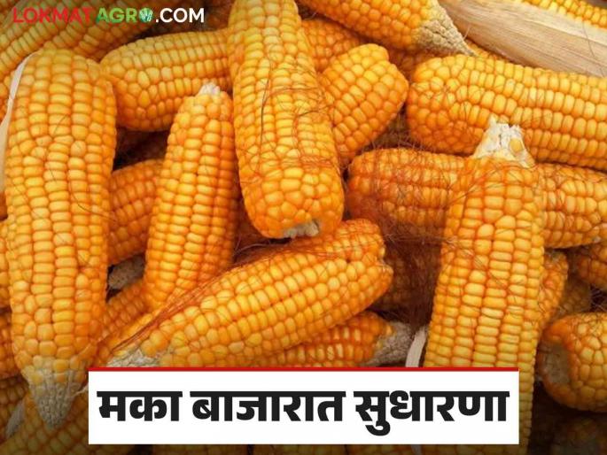 Maize Market Rate: Guaranteed Average Exceeded; Read what is the price of maize in the state | Maize Market Rate : हमीभावाची सरासरी ओलांडली; वाचा राज्यात मकाला काय मिळतोय दर Maize Market Rate: Guaranteed Average Exceeded; Read what is the price of maize in the state | Maize Market Rate : हमीभावाची सरासरी ओलांडली; वाचा राज्यात मकाला काय मिळतोय दर