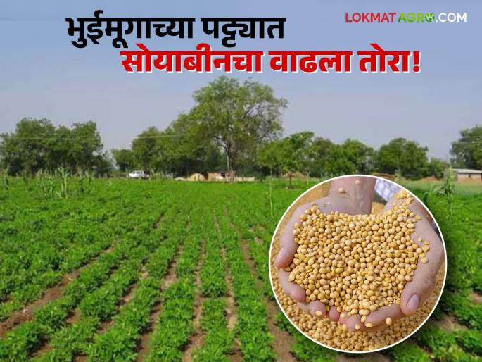 Soybean is the main crop in the groundnut belt; Significant increase in soybean cultivation in the Malshej area | भुईमूगाच्या पट्ट्यात सोयाबीन होतंय प्रमुख पीक; माळशेज परिसरातील सोयाबीन शेतीत लक्षणीय वाढ