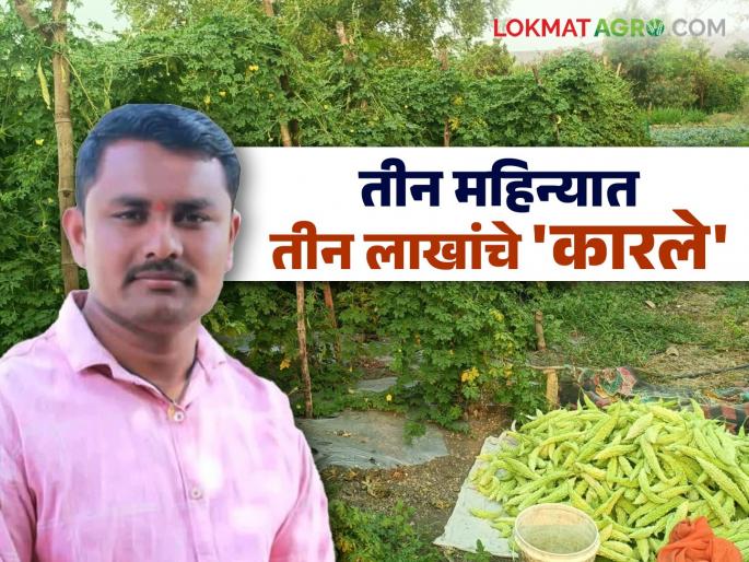Profit of three lakhs in three months; Sambhajirao's success story of modern farming in Karla | तीन महिन्यांत तीन लाखांचा नफा; संभाजीरावांच्या कारल्याच्या आधुनिक शेतीची यशोगाथा